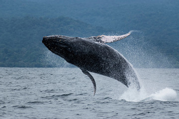 Fototapeta premium Humpback whale jump jungle background