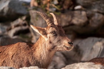 Capra ibex close up photography, capricorn on rocky background
