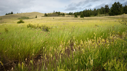 Fresh, green meadow growth in spring (BC grasslands).
