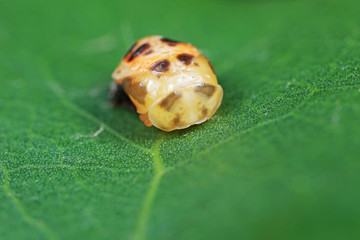 Propylaea japonica pupa on the green leaves, North China