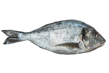 Dorado fish on a white isolated background