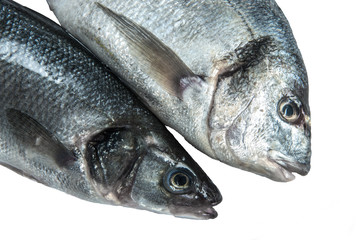 Two Dorado fish on a white isolated background