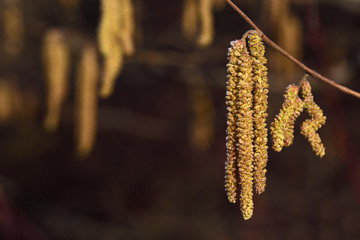 Blossoms of the hazelnut bush hang yellow from barren branches in February with a bit of frost cover in the cold in landscape format with space for text