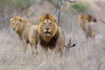 Male lion coalition, lions in the wilderness, lion brothers