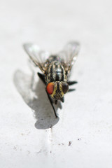  Mosquitoes