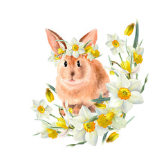 Easter bunny rabbit with narcissus flowers wreath. Hand drawn  watercolor illustrations. Funny baby animal.