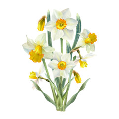 Watercolor bouquet of narsissus. Spring flower for greeting card, invitation, easter design. - obrazy, fototapety, plakaty