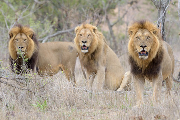 Male lion coalition, lions in the wilderness, lion brothers