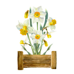 Watercolor bouquet of narcissus,  composition in wooden box. Spring illustration for your design.