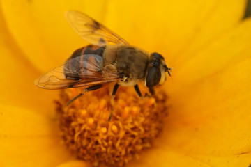 Syrphidae in natural state, North China