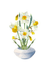 Watercolor bouquet of narcissus. Flower composition in pot. Spring illustration for your design.