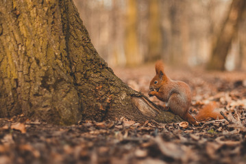 Naklejka na ściany i meble Squirrel in parck. Cute red squirrel animal sitting on a branch of pine forest in sunny spring day in wildlife woods. Amazing picture of beautiful sunny squirrel animal sitting on tree in deep forest.