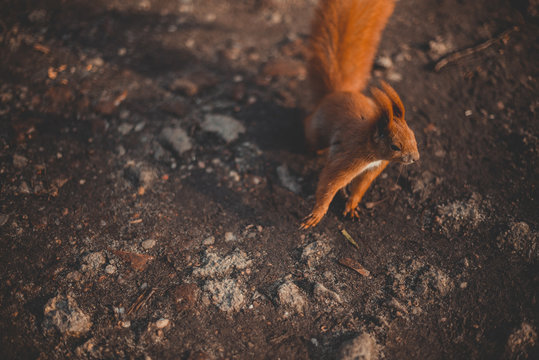 Squirrel in parck. Cute red squirrel animal sitting on a branch of pine forest in sunny spring day in wildlife woods. Amazing picture of beautiful sunny squirrel animal sitting on tree in deep forest.