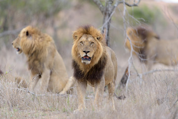 Male lion coalition, lions in the wilderness, lion brothers