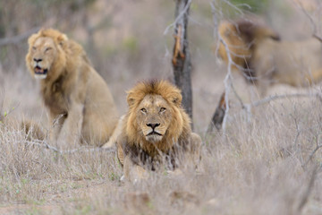 Male lion coalition, lions in the wilderness, lion brothers