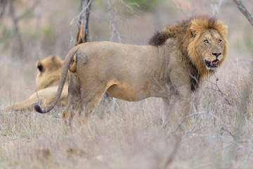Male lion portrait in the wilderness, single male lion Africa
