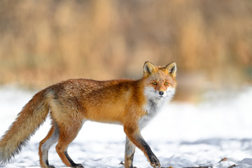 portrait of a Japanese red fox in the snow