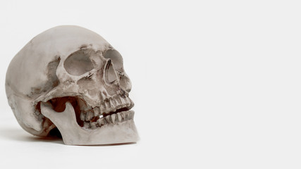 Human skull on a light background. Human skull as a symbol of death. Death from illness. Place for inscription next to the skeleton. Concept - the death of a fever. Incurable disease.