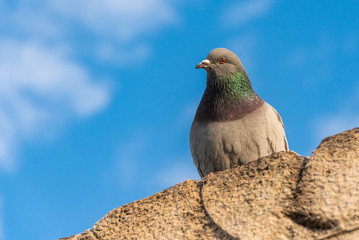 Pigeon sitting on a stone wall against the blue sky with white clouds.