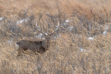 sika deer male standing in the brush and the snow