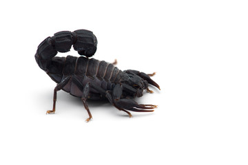 African venom Scorpion isolated on white background
