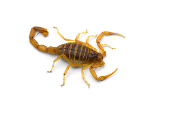 African venom Scorpion isolated on white background