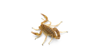African venom Scorpion isolated on white background