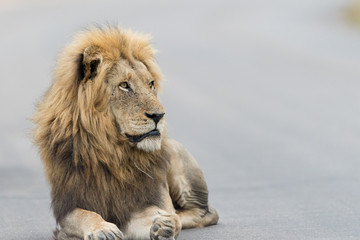 Male lion portrait in the wilderness, single male lion Africa