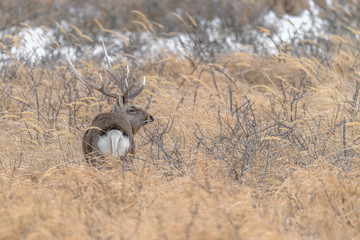 sika deer male standing in the brush and the snow