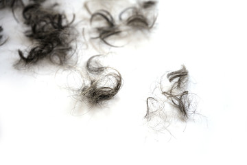 Naklejka premium Tufts of black and grey curls after the hair cut on a white background, copy space