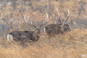 sika deer male standing in the brush and the snow