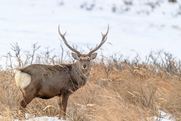 sika deer male standing in the brush and the snow