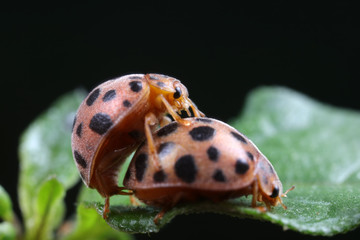 ladybugs mating on green leaves, North China