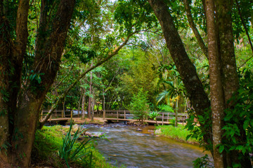 bridge in the forest