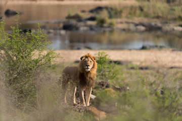 Male lion portrait in the wilderness, single male lion Africa