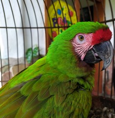 green and red macaw