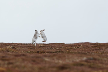 Boxing 🥊 hares © jamie