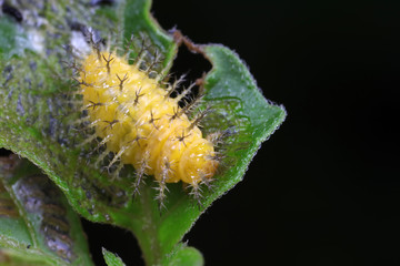 ladybugs larva on green leaves, North China