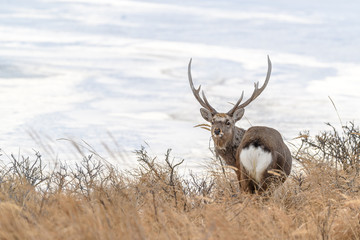 Naklejka na ściany i meble sika deer male standing in the brush and the snow