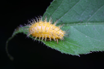 ladybugs larva on green leaves, North China