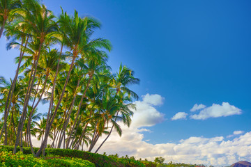 Tropical palm trees with blue sky and clouds.