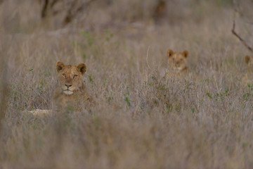 Male lion coalition, lions in the wilderness, lion brothers