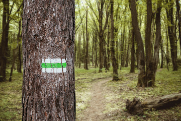 Obraz premium Walking trail background. Green forest path. Brown tree trunk. Guide sign made with paint. Symbol points right way to go.