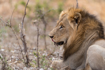 Plakat Male lion portrait in the wilderness, single male lion Africa