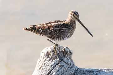 Small long billed bird on a branch in the lake