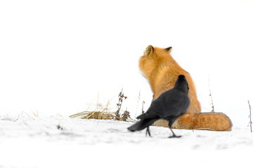 Japanese red fox in the snow with a crow next to - 322194587
