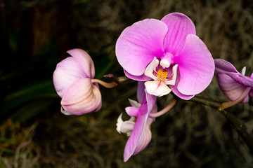 Closeup of an orchid flower at Chicago Botanic Garden Orchid Show