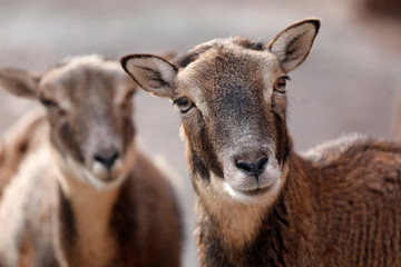 Mufflon Weibchen, Portrait als close up