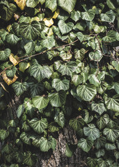 Ivy foliage and vine growing on a tree.