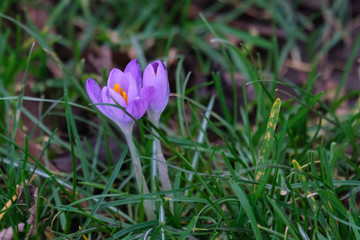 Obraz premium Woodland Crocus (Crocus tommasinianus), Belfast Waterworks, Northern Ireland, UK